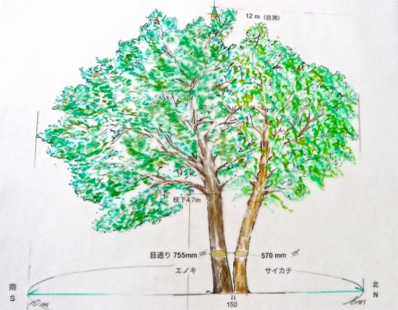 樹木医学 樹木医 - ORANGE SUNSHINE