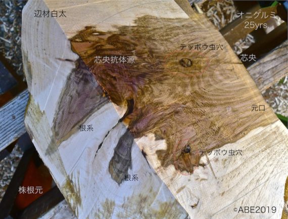 木とジョイントの専門家・阿部藏之 » テッポウ虫・弾丸が入ると樹体の治癒・抗体の分泌バイタルスイッチが入り、肥大成長・大木 化につながる｜損傷ダメージを修復するために生命維持力が強まり、活発な内部変化が起きる｜傷つき被害を受け