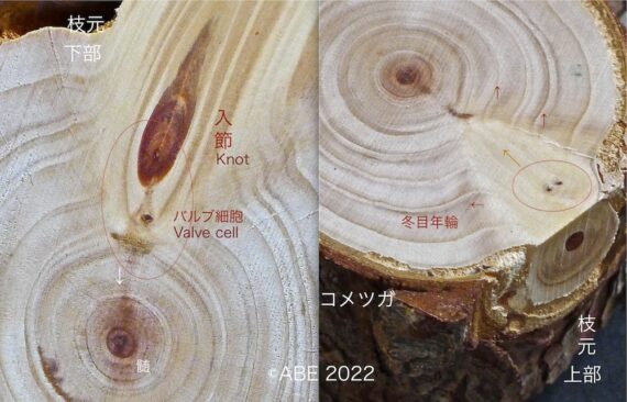 千年樹香〜神木の浄化力〜 沈水 閑林 | お線香・お香の玉初堂